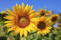 Tuinschilderijen zijn een charmeoffensief bezig