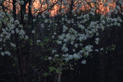 Meer vlinders en bijen in je tuin met wilde bloemen