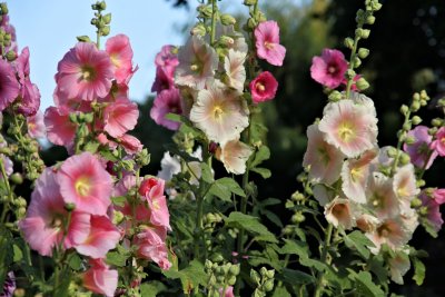 De cottage tuin is terug en dat is geen toeval