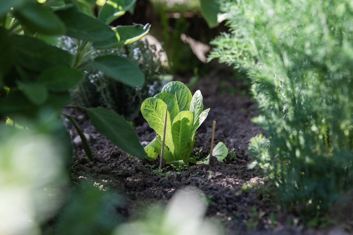 Schapenwol is de beste mulch die je ooit hebt geprobeerd